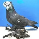 узбекски основни