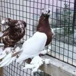 гълъби узбекски