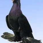 узбекски узбекски