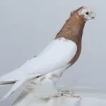 видове узбекски