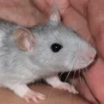 може бъде може бъде