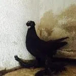 видове гълъби