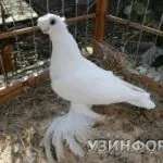 Узбецькі бійні - незвичайна порода голубів, що дивує своєю красою та багатогранністю узбецькі