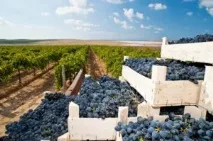 Догляд за виноградом на Кубані (сорти та хвороби) кубані