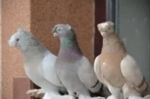 Узбецькі бійні голуби фото породи, опис опис
