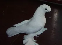 голуби