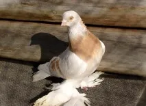 узбецькі