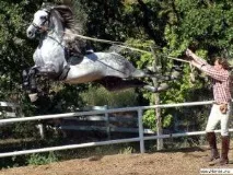 Віденський бал для танцюючих коней коней