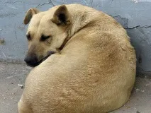момче двегодишно