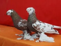 узбекски основни