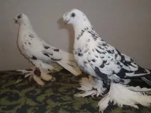 узбекски узбекски