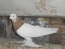 Узбецькі бійні голуби фото породи, опис голуби