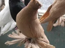 видове гълъби