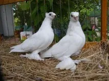 основни основни
