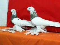основни основни