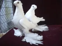 видове видове