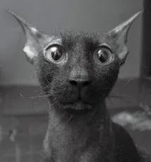 котката котката