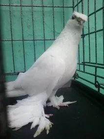 видове видове