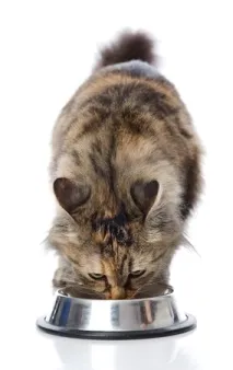 котешка грижа