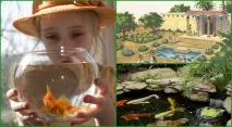 Водний світ будинку - домашні рибки в акваріумі. водний