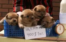 Вибір цуценя, Дресирування собак собак