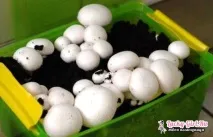 домашніх