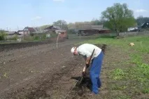 Вирощування картоплі без хімікатів картоплю