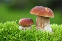 Вирощування білих грибів у домашніх умовах умовах