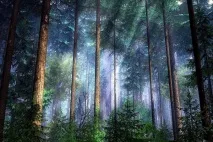 Впливи рубок на лісові ґрунти ґрунти