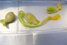 отглеждане мандарина