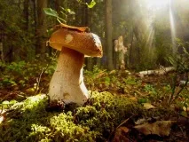 Вирощування білих грибів у домашніх умовах домашніх