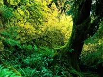 Впливи рубок на лісові ґрунти впливи