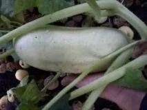 Вирощування кабачків, Домашня ферма вирощування