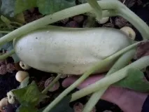 Вирощування кабачків, Домашня ферма домашня