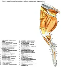 процеси крайника кучето