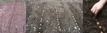 дъбови разсад отглеждане