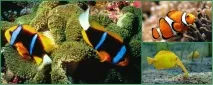 Водний світ будинку - домашні рибки в акваріумі. домашні