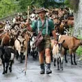 Ханта - пошук слів за маскою та визначенням, відповіді на сканворди пошук