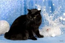 котки съобщения
