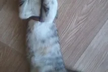 котки котки