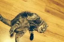 котки котки