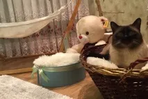съобщения чифтосване