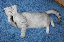 котка чифтосване липецк