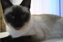 котка чифтосване съобщения