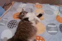 котка чифтосване липецк