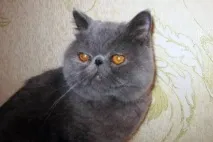 котки котки