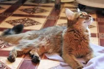 котка чифтосване чифтосване