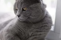 котки котки