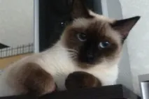 котки котки