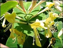 Кучеряві жимолості видів
